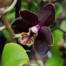 Орхидея Phalaenopsis Esme, mini (отцвел)