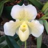 Орхидея Paph. bellatulum x paph. Sorcerer's Stone (еще не цвел) 