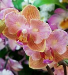 Орхидея Phalaenopsis Jena, multiflora  