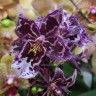 Орхидея Cambria   