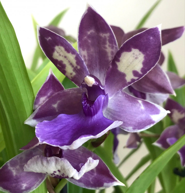 Орхидея Zygopetalum Impasto Blue (отцвел)