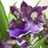 Орхидея Zygopetalum Impasto Blue (отцвел)