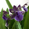 Орхидея Zygopetalum Impasto Blue (отцвел)
