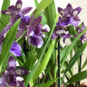 Орхидея Zygopetalum Impasto Blue (отцвел)