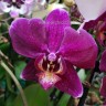 Орхидея Phalaenopsis (отцвёл)     