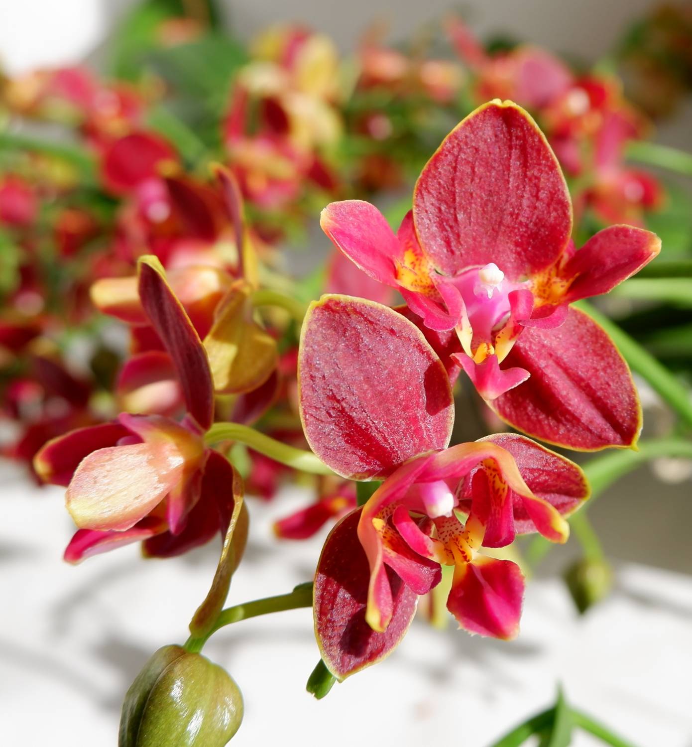 Живая красная орхидея