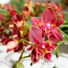 Орхидея Phalaenopsis Perfume Phoenix 