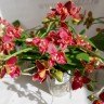 Орхидея Phalaenopsis Perfume Phoenix 