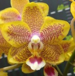 Орхидея Phalaenopsis Big Wave, multiflora