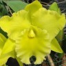 Орхидея Rlc. Ta-Shiang Yellow Dragon 'Pu Ti Gold' (отцвела)      