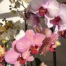 Орхидея Phalaenopsis Ravenna    