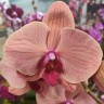 Орхидея Phalaenopsis Maxima Orange Champion (отцвёл)