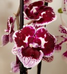 Орхидея Phalaenopsis Big Lip midi