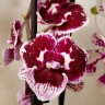 Орхидея Phalaenopsis Big Lip midi (отцвел, РЕАНИМАШКА)