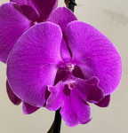 Орхидея Phalaenopsis Big Lip (отцвел)