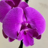 Орхидея Phalaenopsis Big Lip (отцвел)