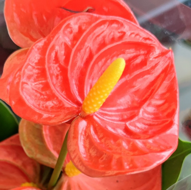 Anthurium Royal Orange (деленка без цветков)