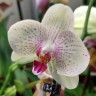 Орхидея Phalaenopsis  (отцвел, РЕАНИМАШКА) 