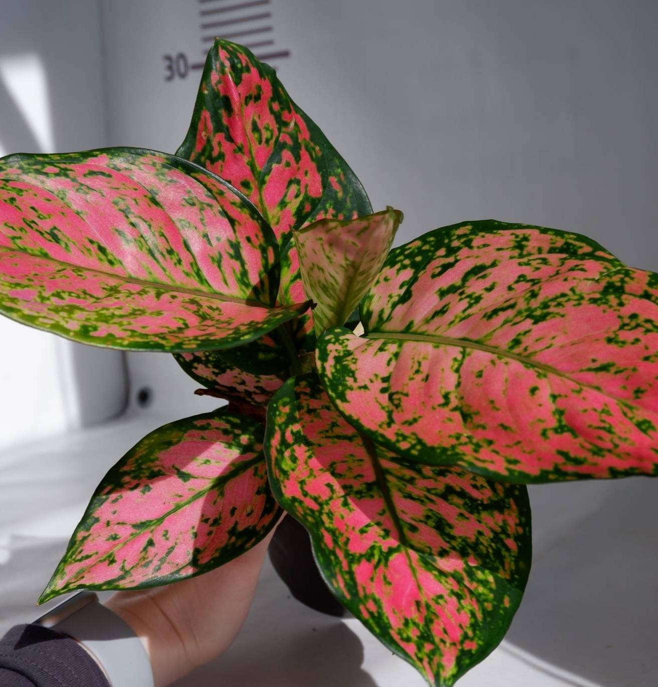 Aglaonema Spotted Star