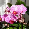 Орхидея Phalaenopsis Sogo Vivien, mini (отцвел) 