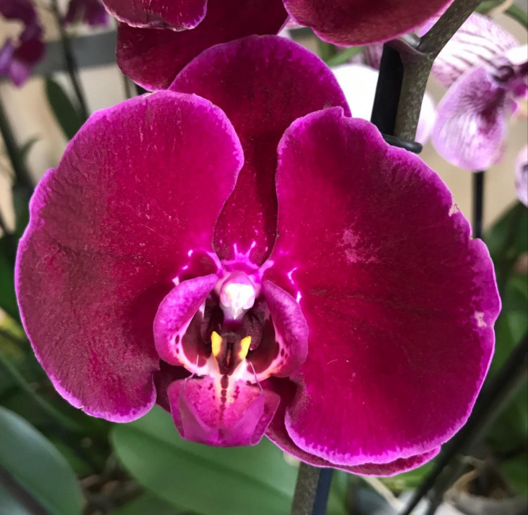 Орхидея Phalaenopsis 