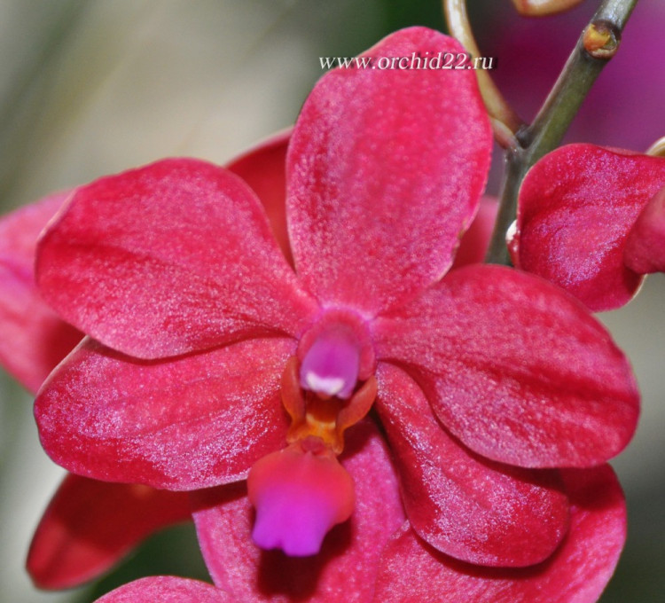 Орхидея Phalaenopsis Buddha's Treasure (отцвел) 