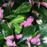 Anthurium Zizou (отцвел)