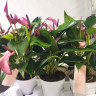 Anthurium Zizou (отцвел)