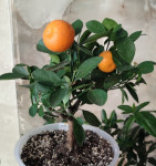 Каламондин (citrofortunella calamondin)  