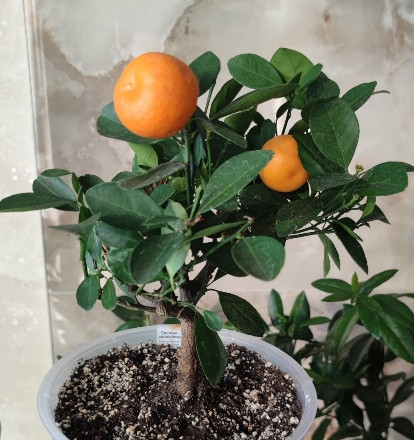 Каламондин (citrofortunella calamondin)  
