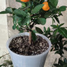 Каламондин (citrofortunella calamondin)  