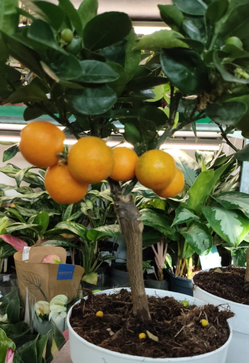 Каламондин (citrofortunella calamondin)  