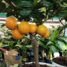 Каламондин (citrofortunella calamondin)  