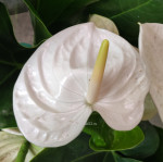Anthurium Alaska 