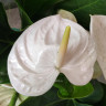 Anthurium Alaska 