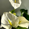 Anthurium Alaska 