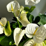 Anthurium Alaska 