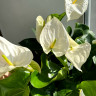 Anthurium Alaska 