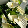 Anthurium Alaska 