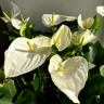 Anthurium Alaska 