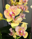 Орхидея Phalaenopsis peloric, multiflora (отцвел, РЕАНИМАШКА*)