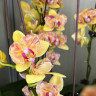 Орхидея Phalaenopsis peloric, multiflora (отцвел, РЕАНИМАШКА*)