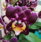 Орхидея Phalaenopsis Bernadetta mutation 