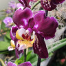 Орхидея Phalaenopsis Bernadetta mutation 