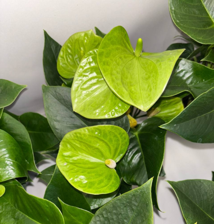 Anthurium Karma Smaragd (деленка без цветов)