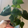 Anthurium Karma Smaragd (деленка без цветов)