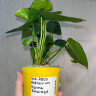 Anthurium Karma Smaragd (деленка без цветов)