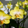 Орхидея Phalaenopsis Arezzo, midi 