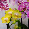 Орхидея Phalaenopsis Arezzo, midi 