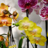 Орхидея Phalaenopsis Arezzo, midi 